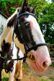 Bob the Cob at Broomhill Manor Stables