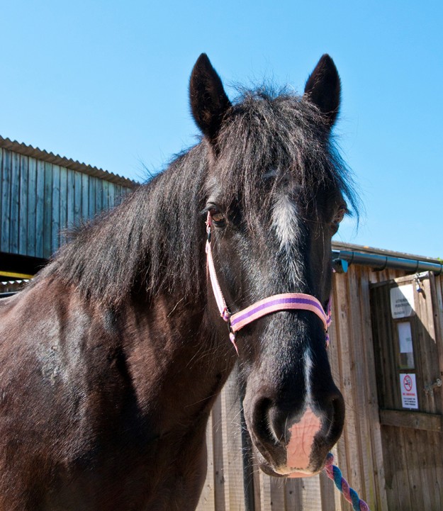 Cinders at Broomhill Manor Stables