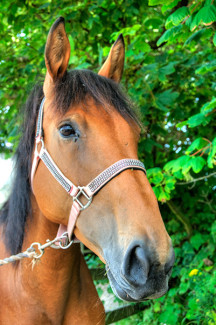 Lola at Broomhill Manor Stables