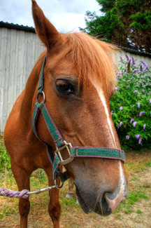 Lucy at Broomhill Manor Stables