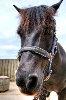 Misprint at Broomhill Manor Stables