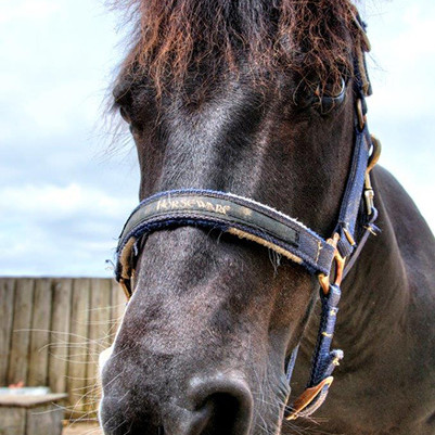 Misprint Misprint at Broomhill Manor Stables