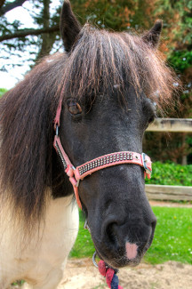 Missy at Broomhill Manor Stables