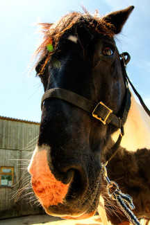 Mojo at Broomhill Manor Stables