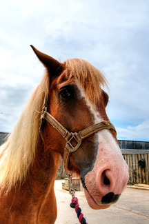 Patch at Broomhill Manor Stables