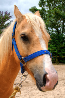 Percy at Broomhill Manor Stables