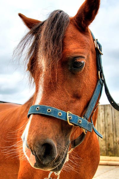 Rosie at Broomhill Manor Stables