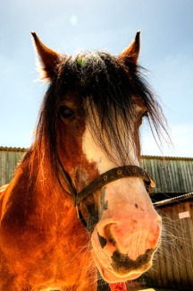 Tiffin at Broomhill Manor Stables