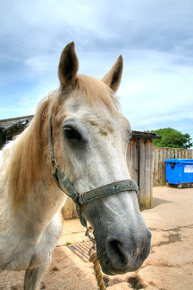 Tohya at Broomhill Manor
