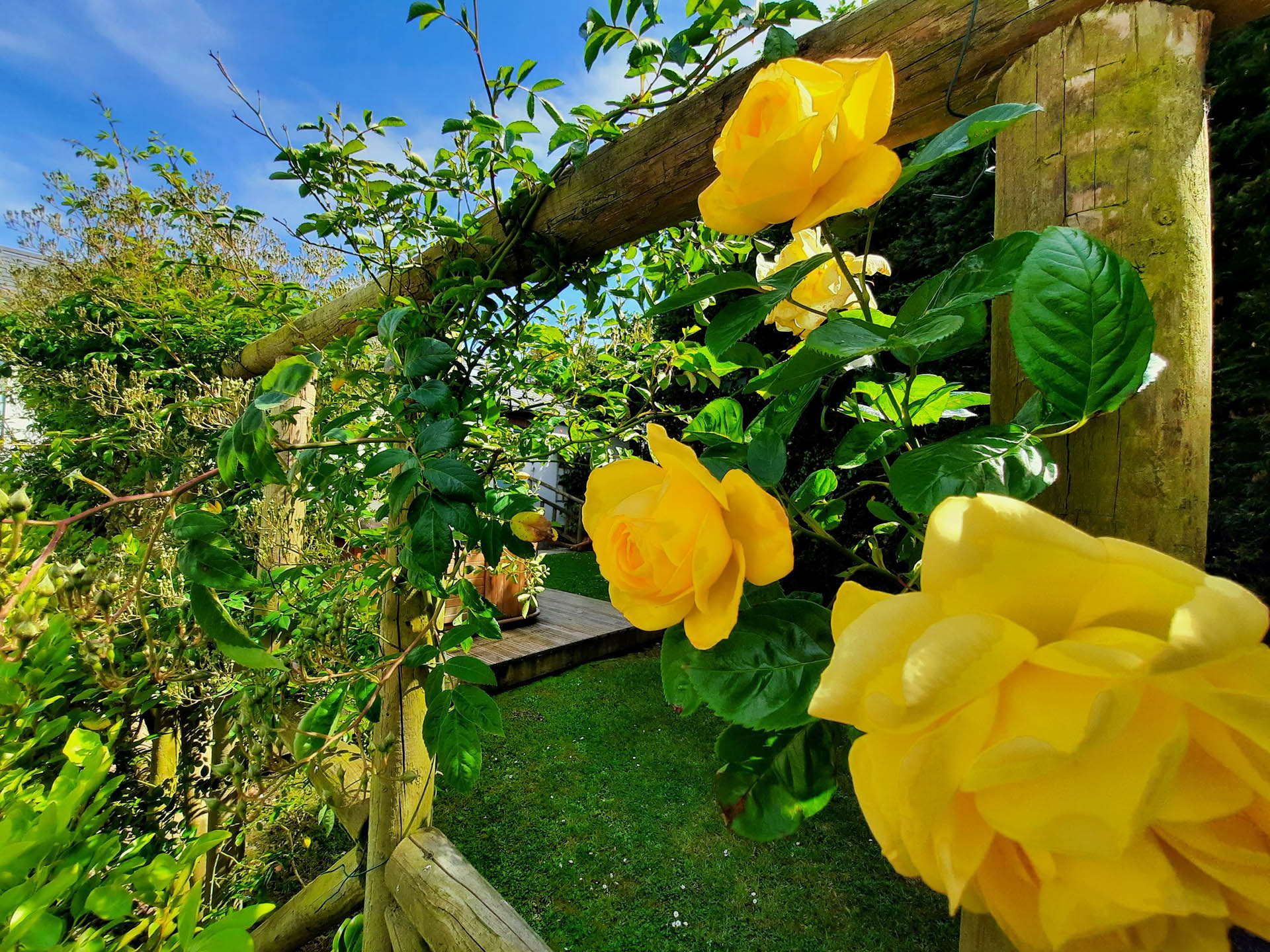 Nightingale Roses Broomhill Manor Holiday Cottages Bude Cornwall Nightingale Roses Broomhill Manor Holiday Cottages Bude Cornwall