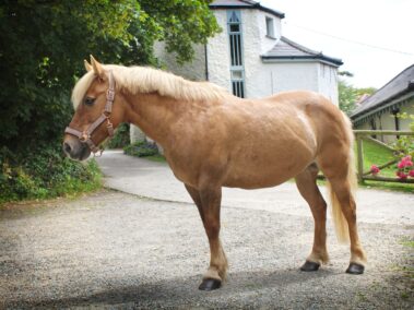 Broomhill Manor Holiday Cottages Bude Cornwall Horse Riding