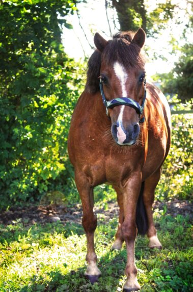Broomhill Manor Holiday Cottages Bude Cornwall Horse Riding