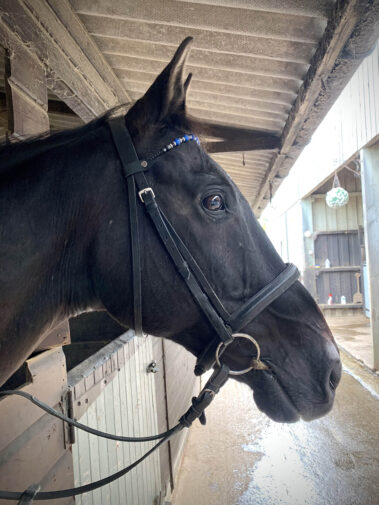 Broomhill Manor Holiday Cottages Bude Cornwall Horse Riding