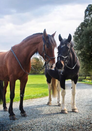 Broomhill Manor Holiday Cottages Bude Cornwall Horse Riding