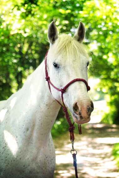 Broomhill Manor Holiday Cottages Bude Cornwall Horse Riding