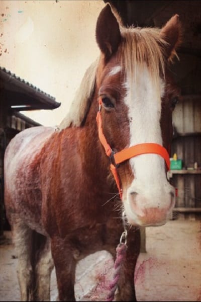 Broomhill Manor Holiday Cottages for rent in Bude North Cornwall