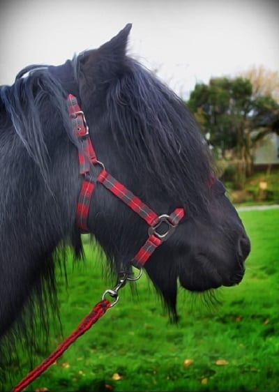 Broomhill Manor Holiday Cottages for rent in Bude North Cornwall