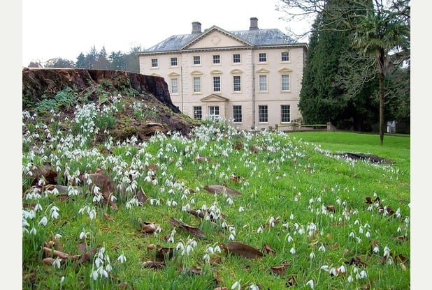 Pencarrow – Snowdrops