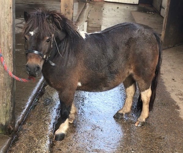 Broomhill Manor Holiday Cottages for rent in Bude North Cornwall