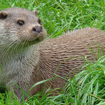Tamar Otter Wildlife Centre