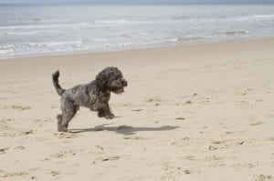 Cockapoo dog running on the beach